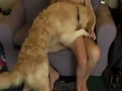 While getting satiated by the household pet, a dark brown bitch is invited to go on her knees and devour her chap.